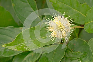 Wild Sarsaparilla Ã¢â¬â Aralia nudicaulis photo